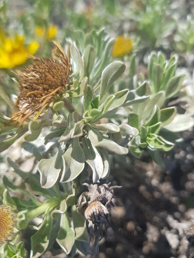 Asteriscus 10