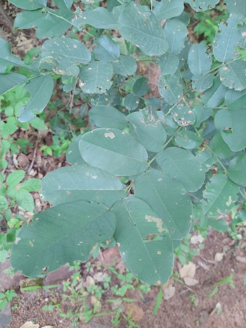 Pterocarpus erinaceus 10