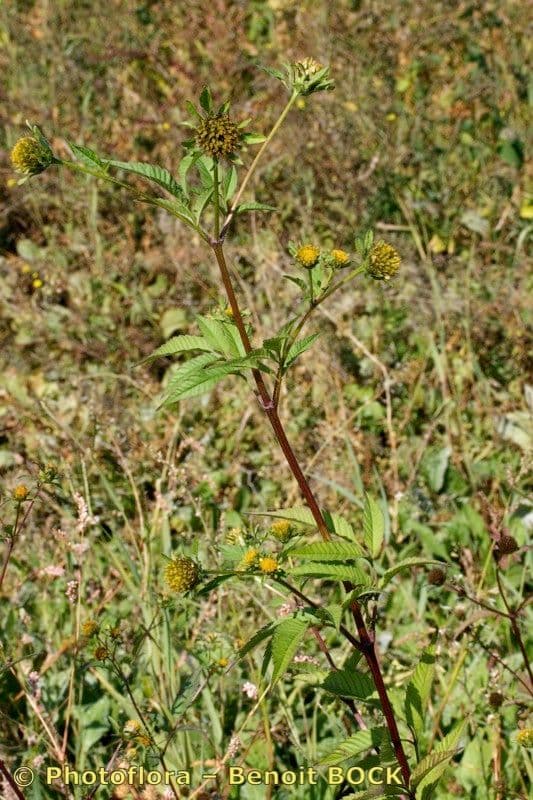 Bidens vulgata 13