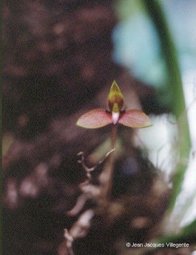Bulbophyllum 9