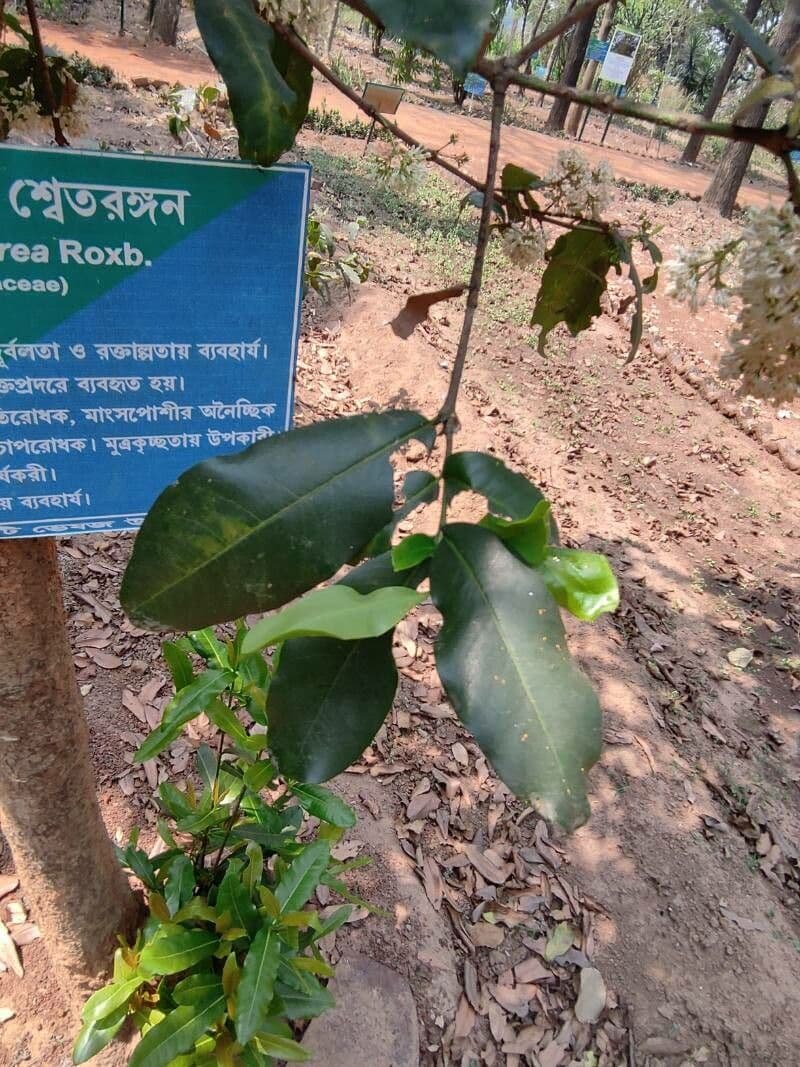 Ixora pavetta 3