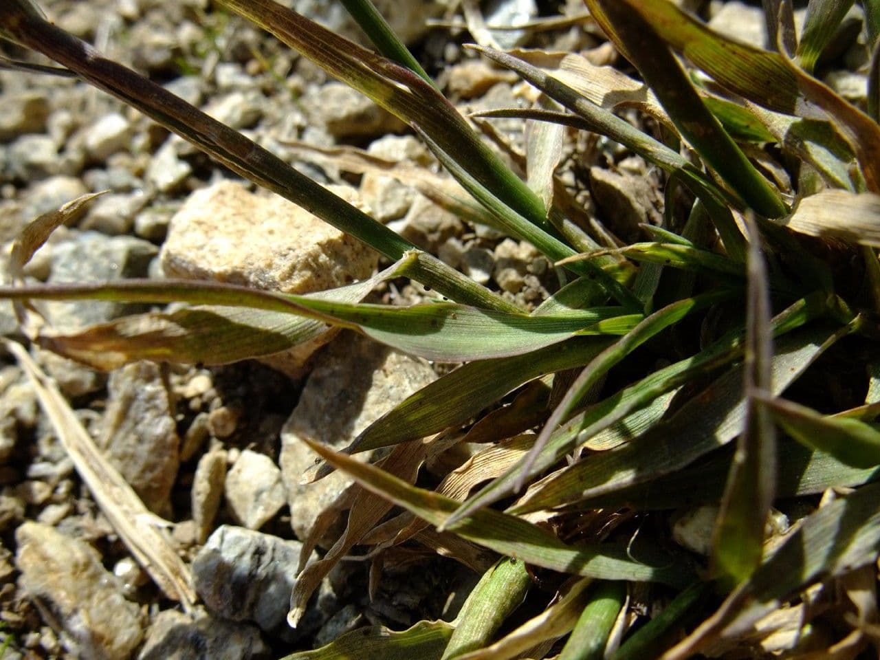 Codolina alpina 15