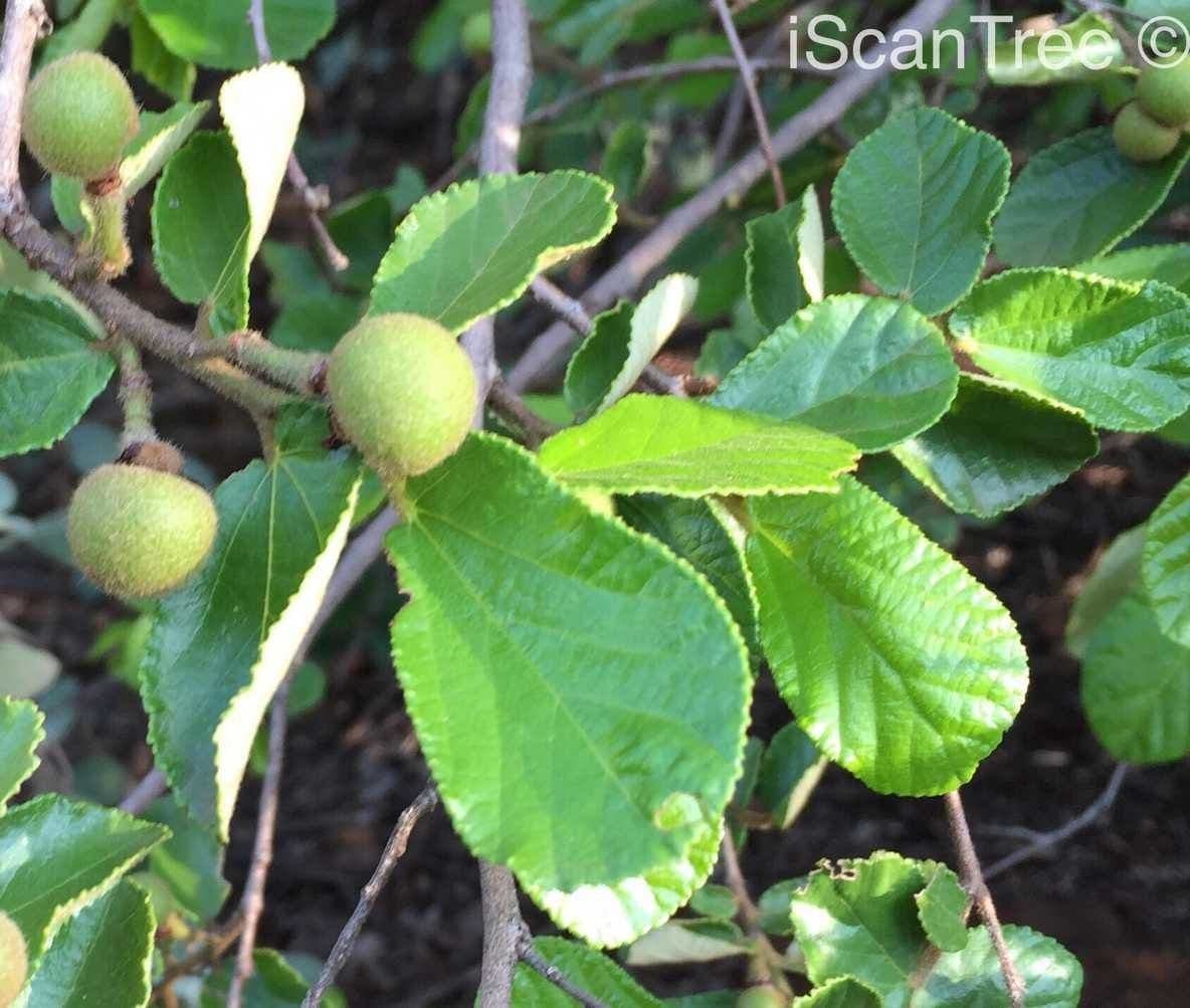 Grewia