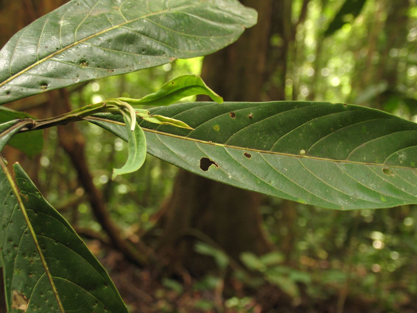 Ocotea 10