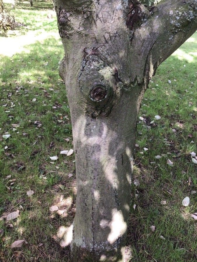 Karpatiosorbus 3