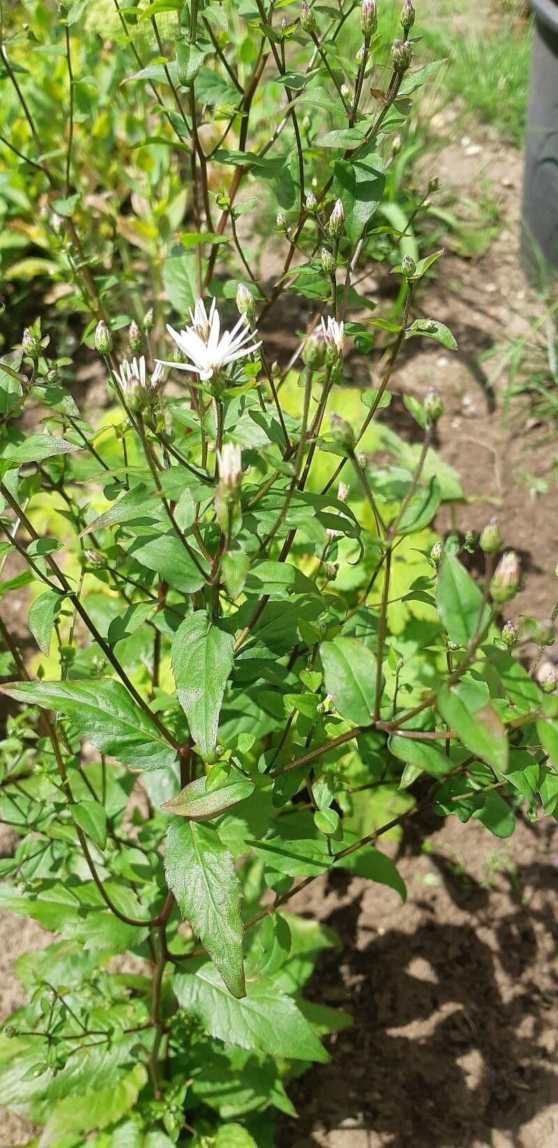 Aster divariqué 16
