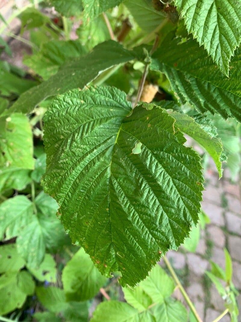 Bereifte Brombeere 18