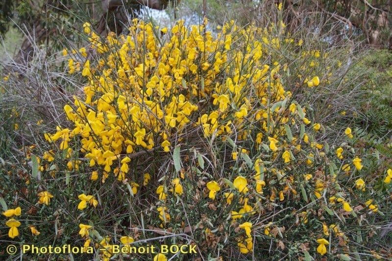 Janovec veľkokvetý 8