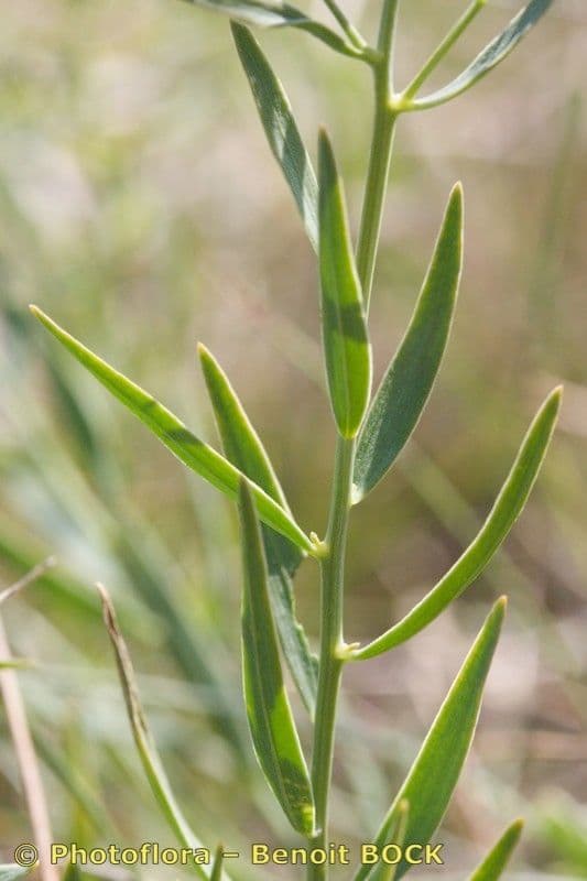 Thesium linofilo 21