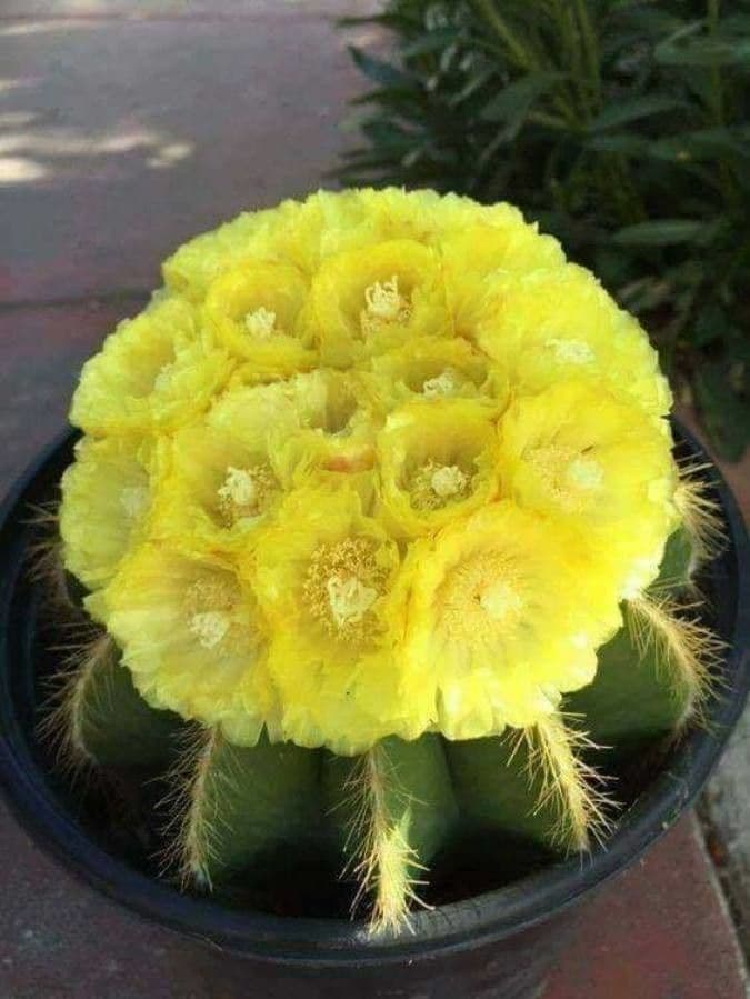 Parodia 4