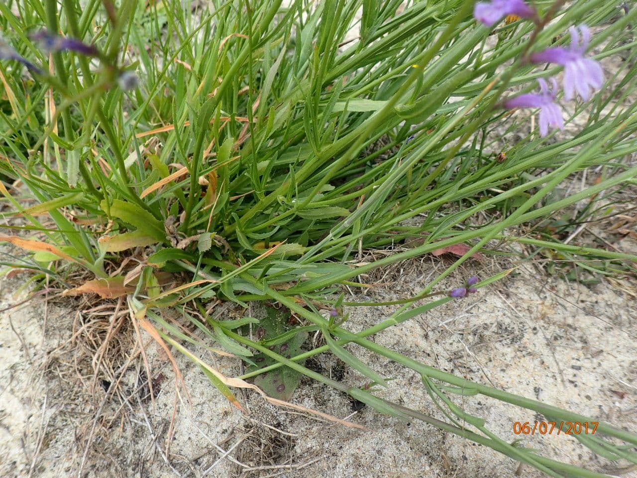 Lobelia urens 9