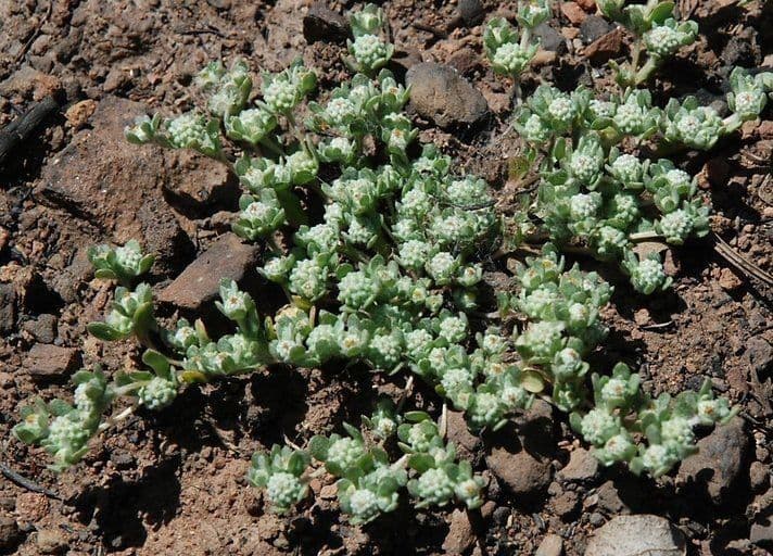 Psilocarphus 9