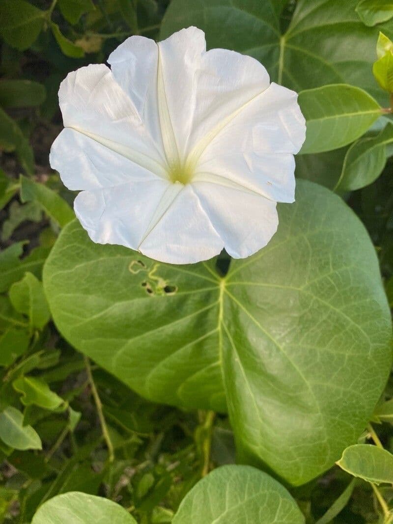 Ipomoea violacea 5
