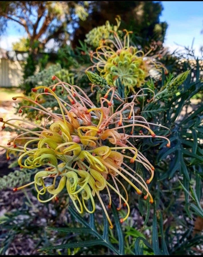 Grevillea 7