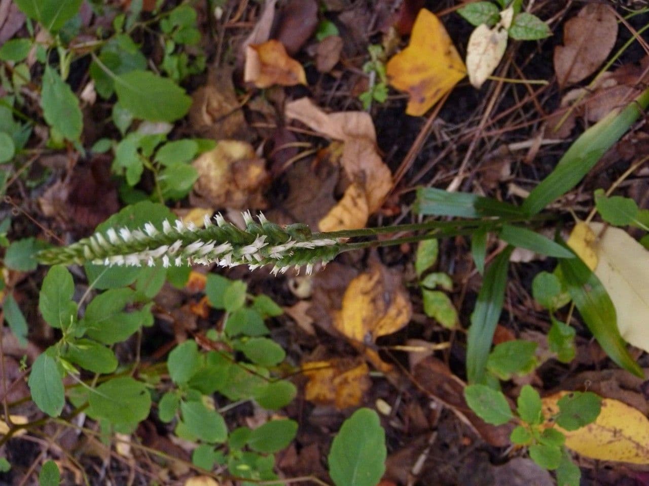 Spiranto ovale di ottobre 6