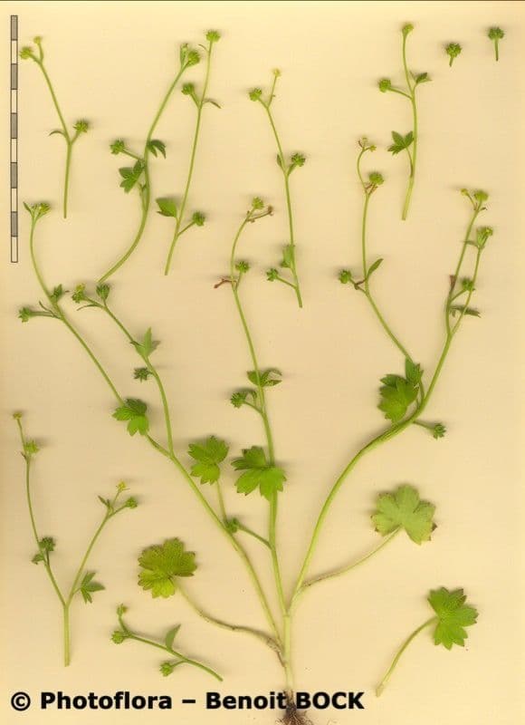 Ranunculus parviflorus 26