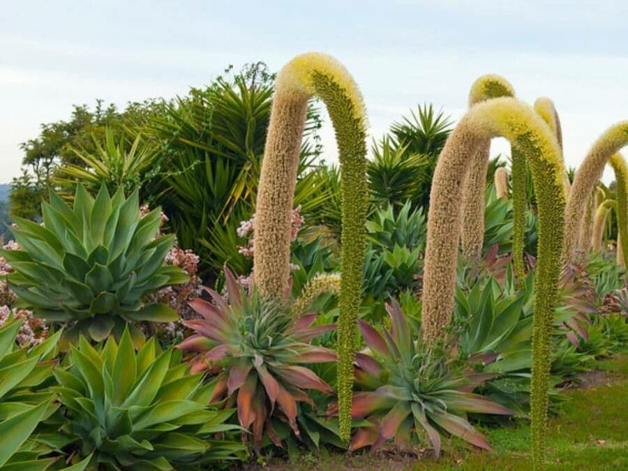 Agave lanuginosa 15