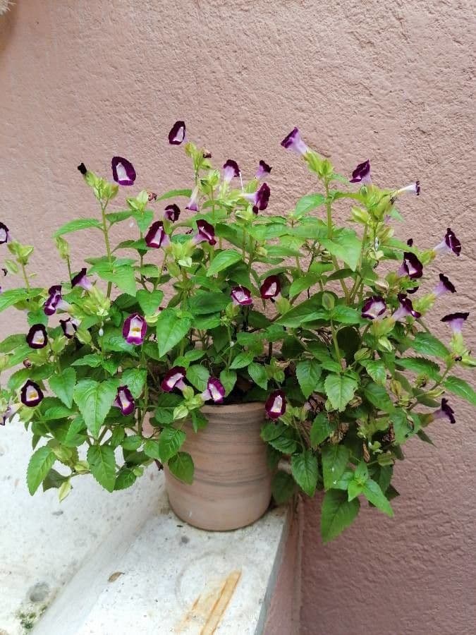 Torenia 3