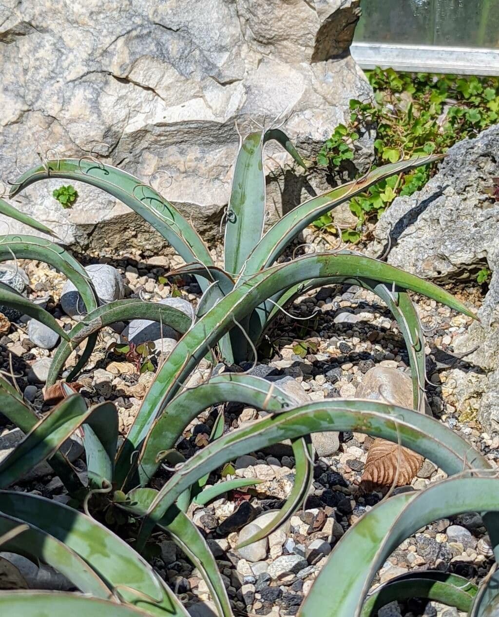 Yucca bacata 18