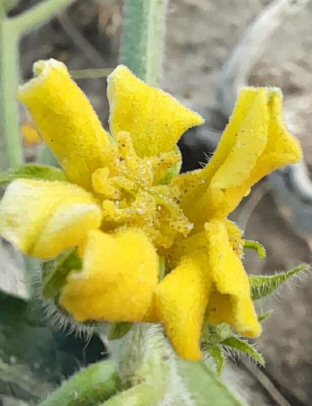 Cucurbitella 3