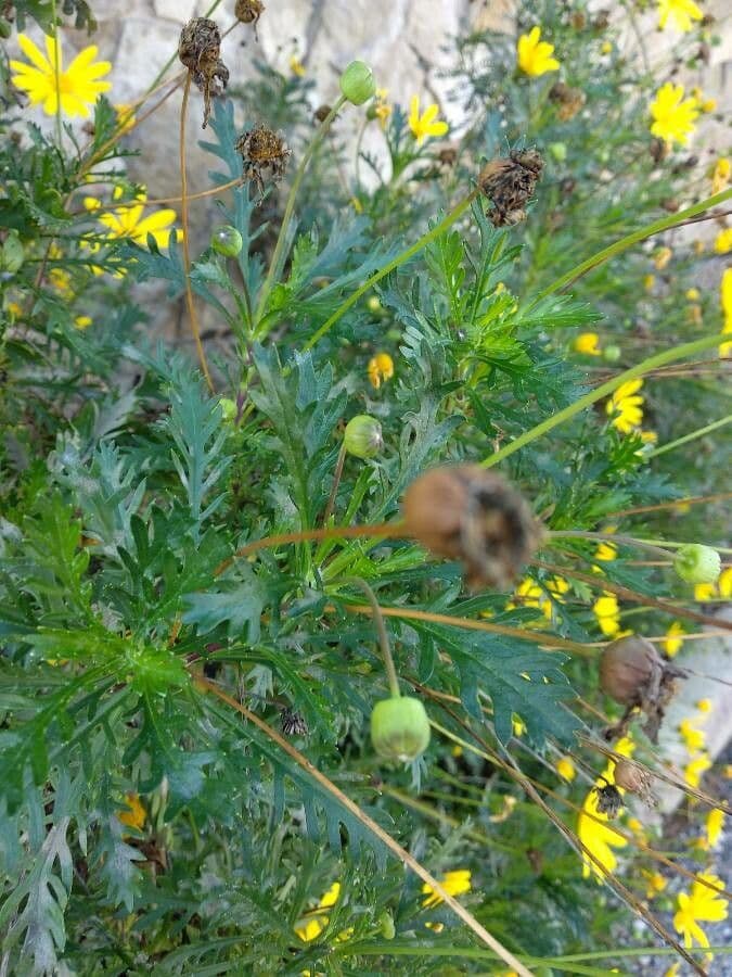 Euryops