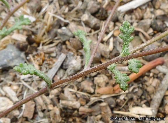 Chaenactis glabriuscula 16