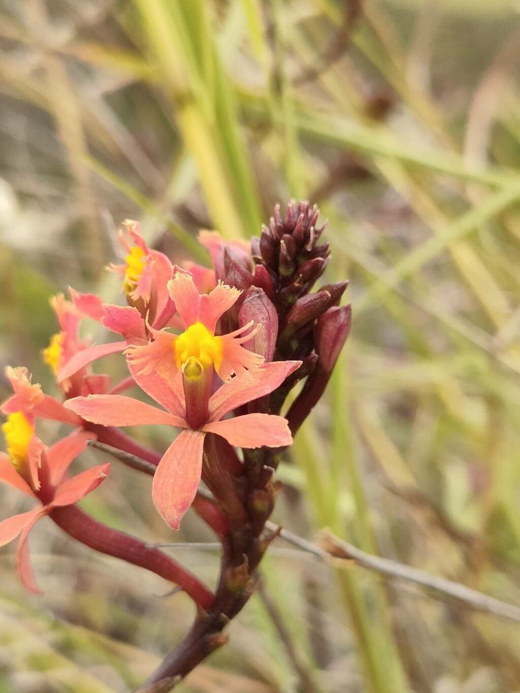 Epidendrum
