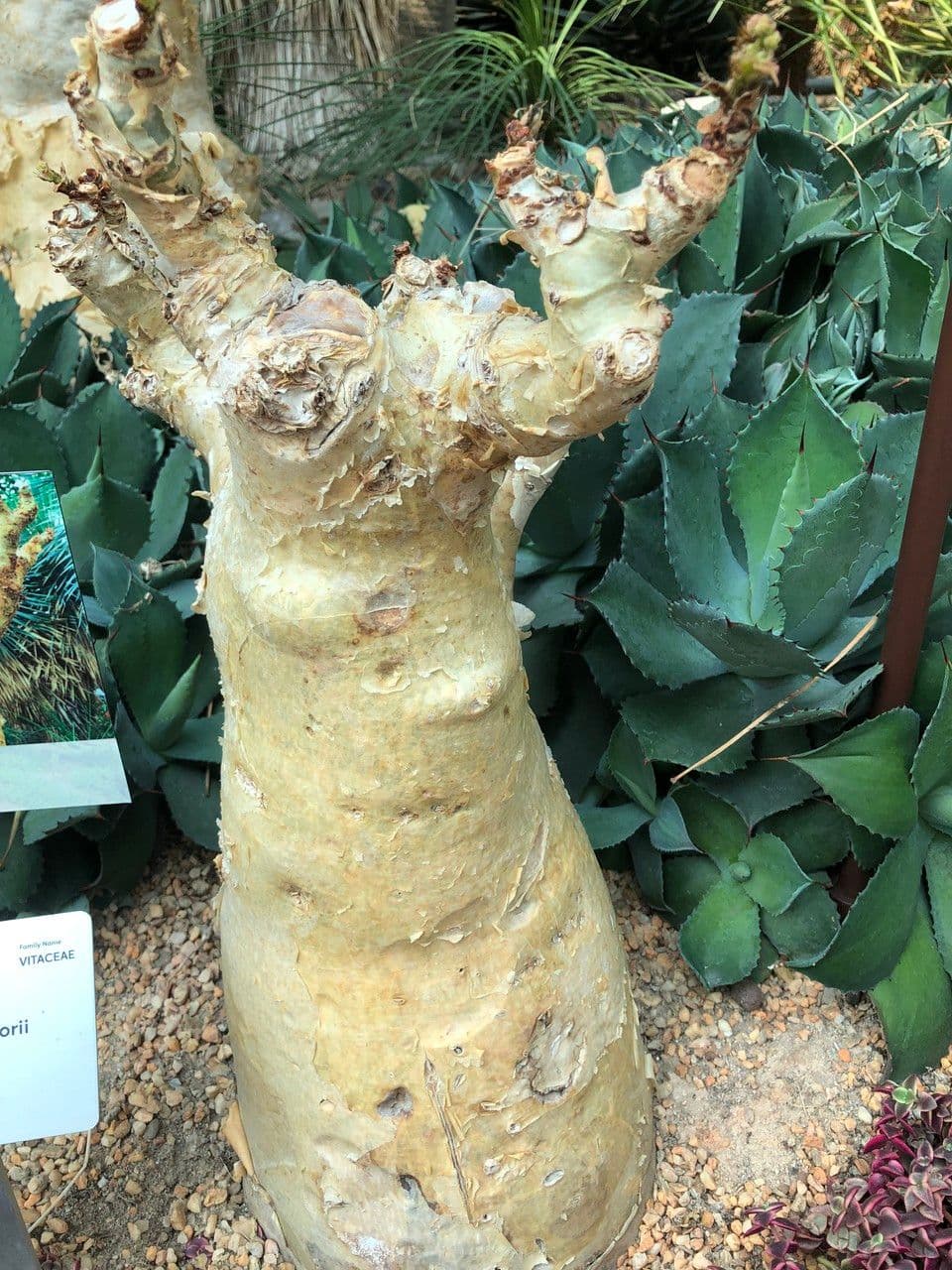 Cyphostemma 9