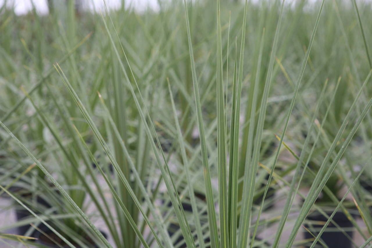 Cordyline 13