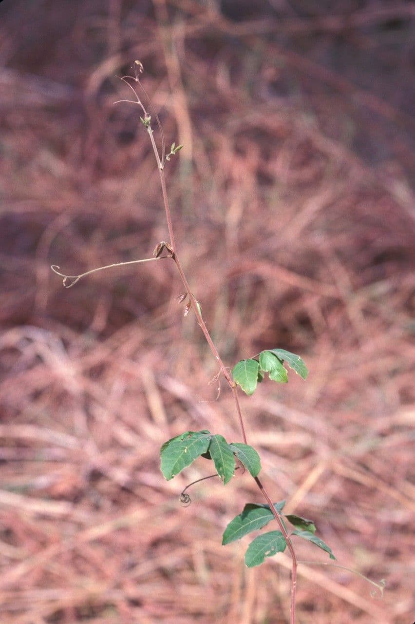 Paullinia pinnata 17
