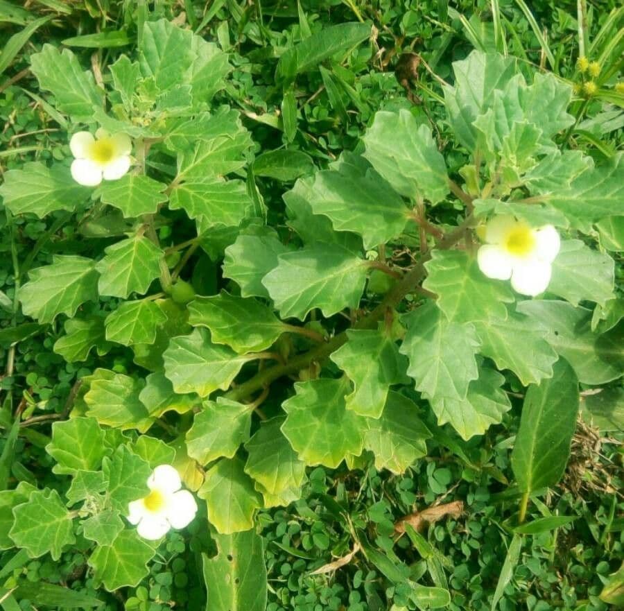 Pedalium murex 12