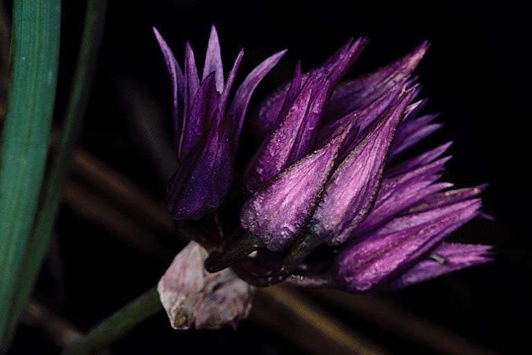 Cipolla di Siskiyou