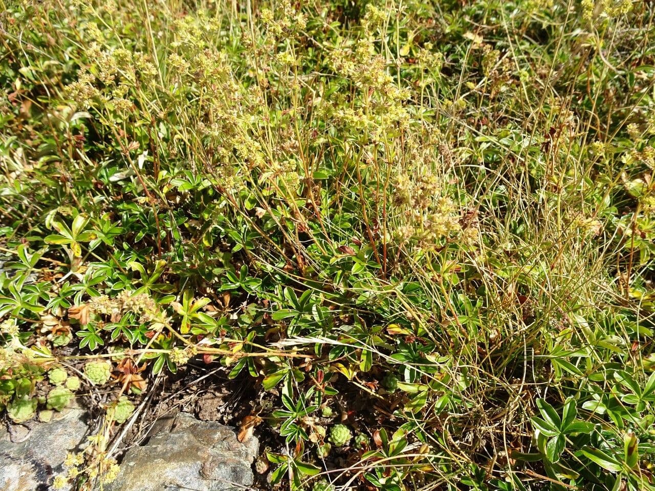 Alchemilla saxatilis 10