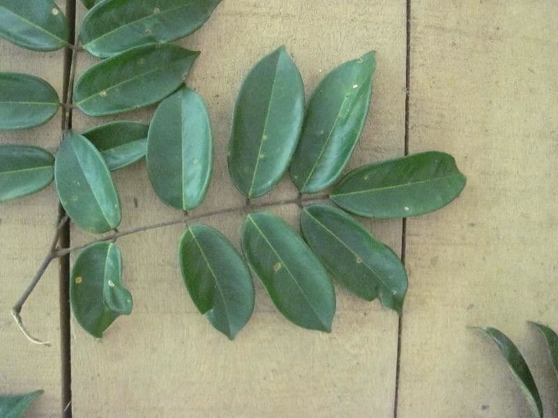 Swartzia 6