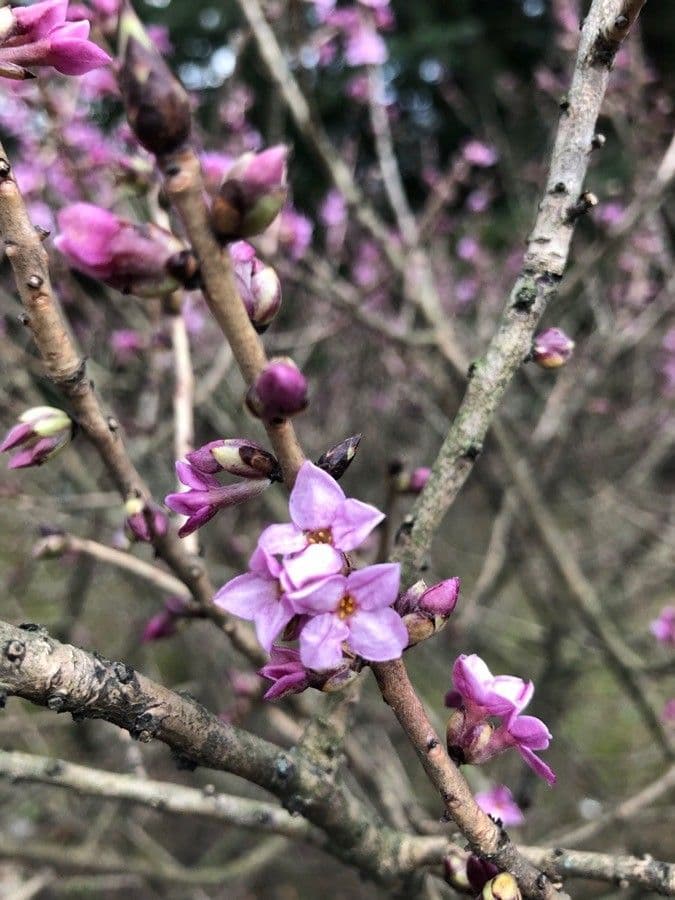 Fior di stecco 9