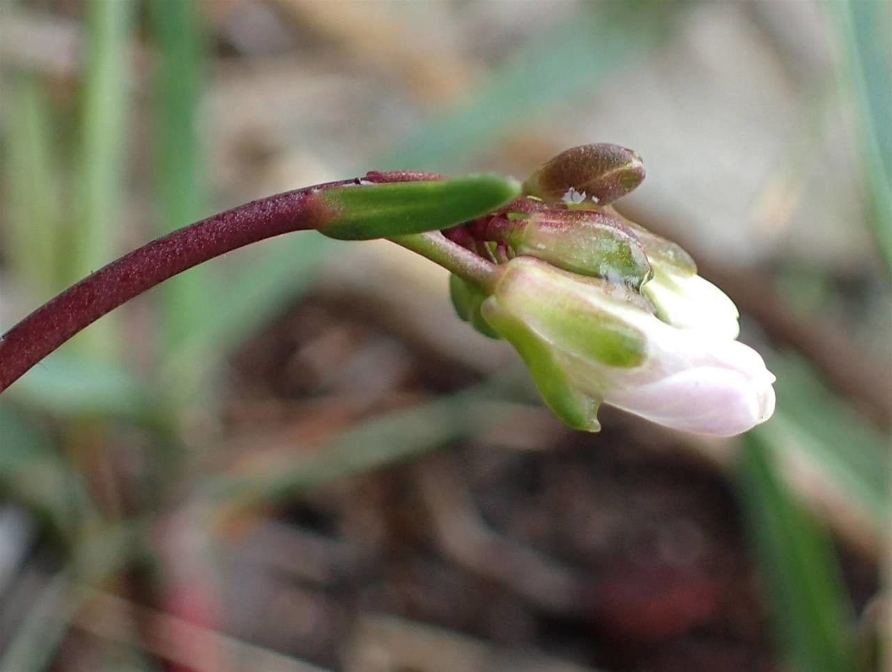 Arabis scabra 7