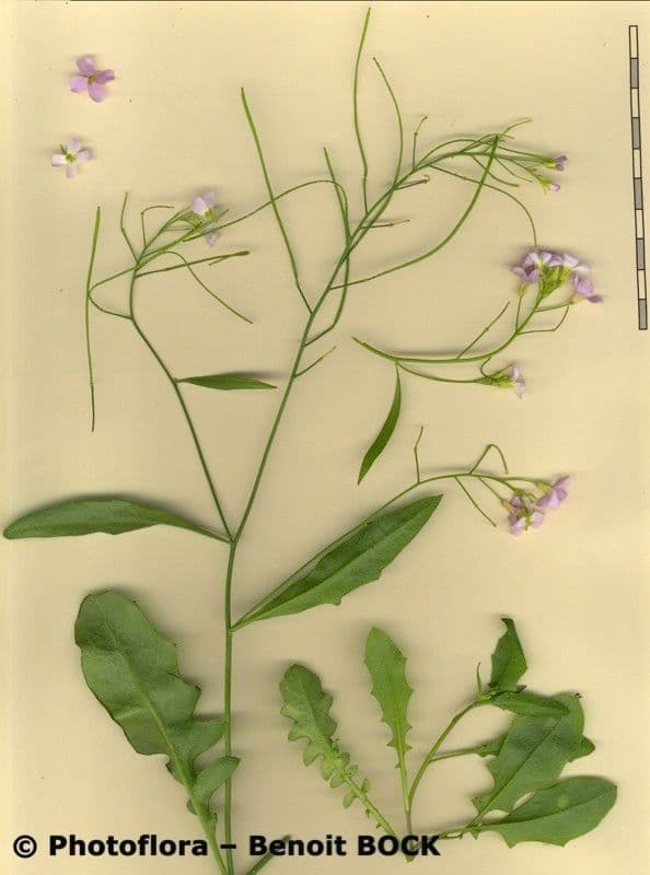 Arabetta sabbiola 23