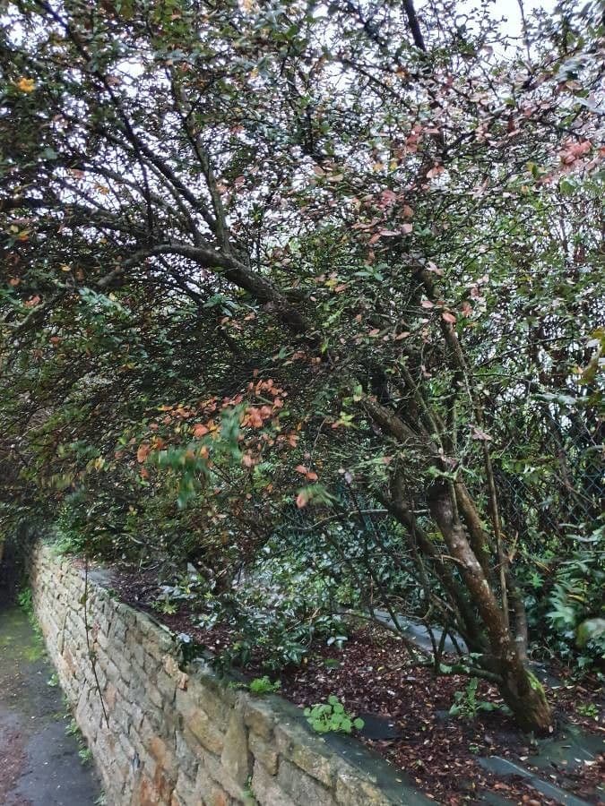 Berberis de Darwin 13