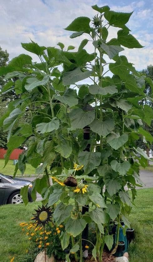 Tournesol géant 11