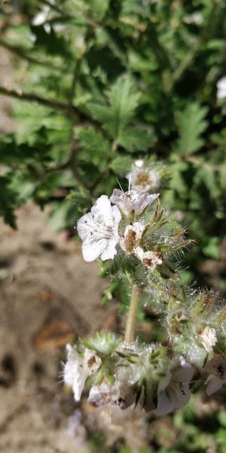 Phacelia cicutaria 6
