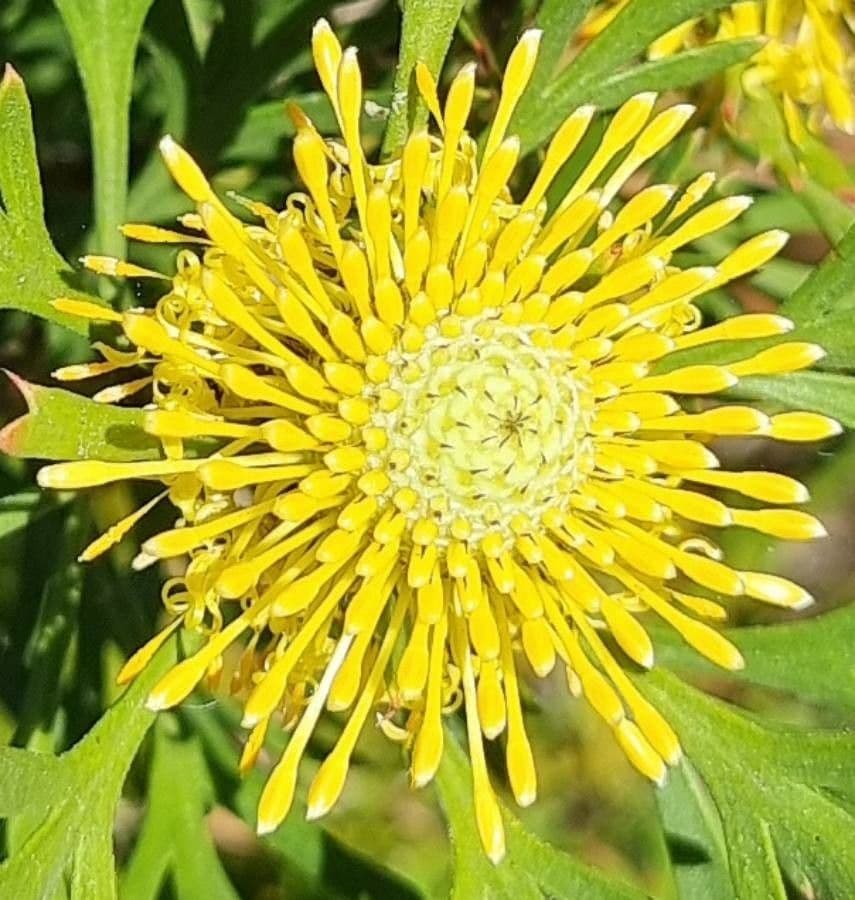 Isopogon anemonifolius 4