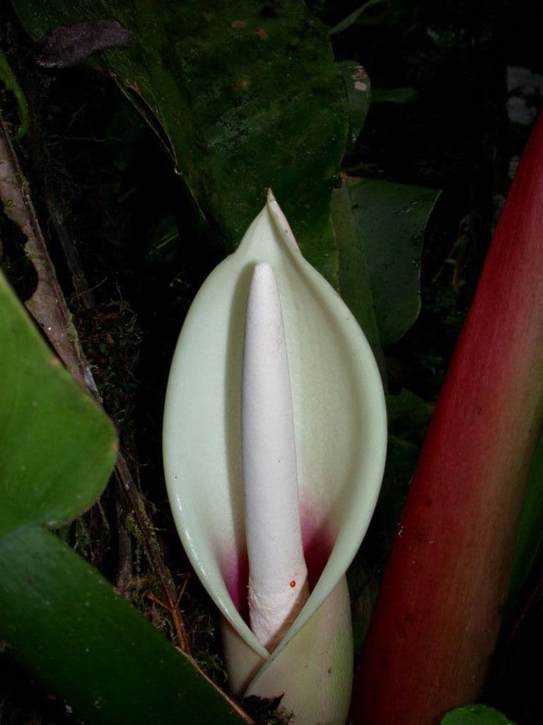 Filodendro 5