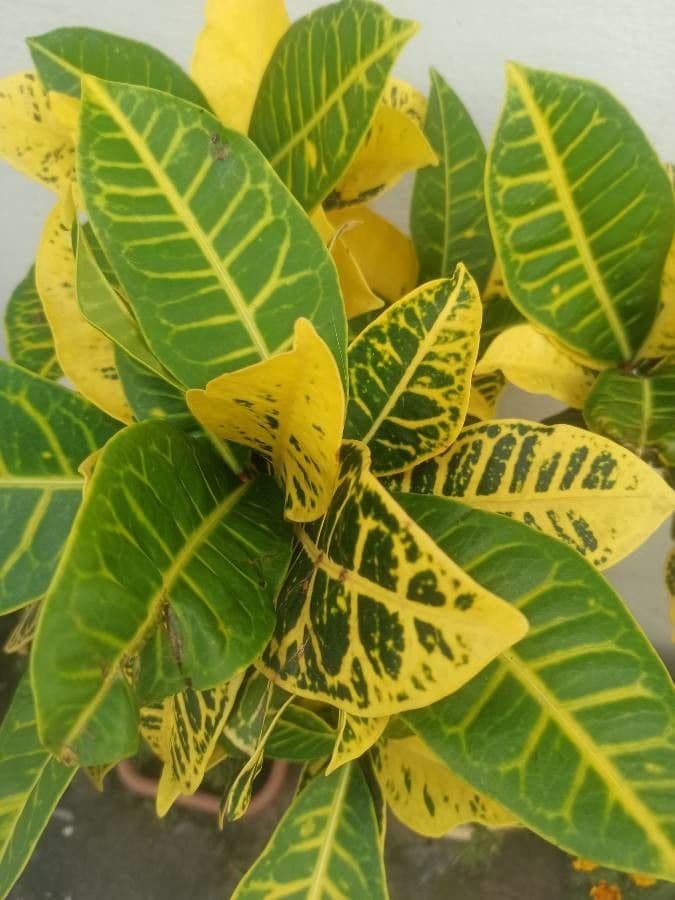 Croton