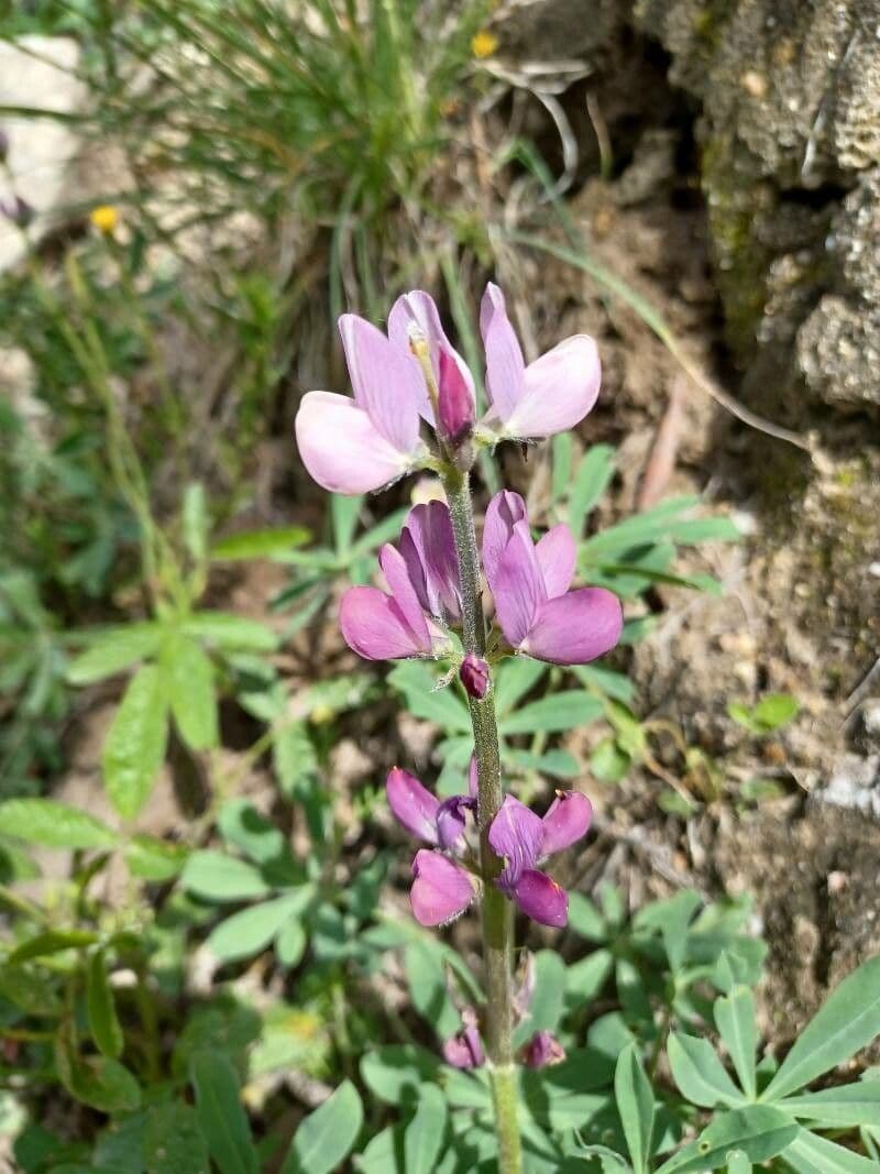 Spanische Lupine 4