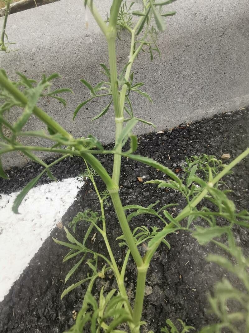 Falcaria 21