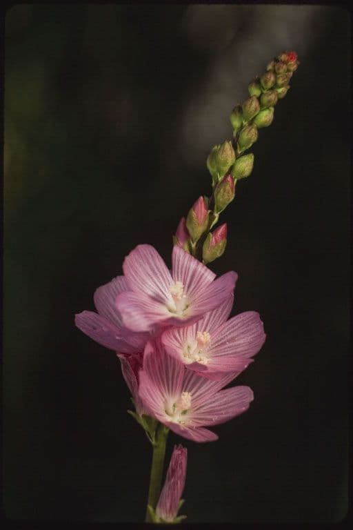 Sidalcea 2
