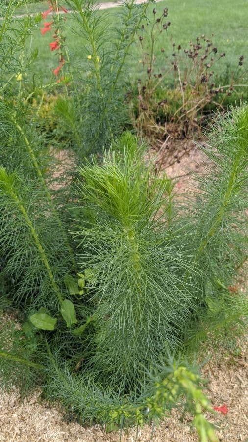 Ipomopsis rossa 12