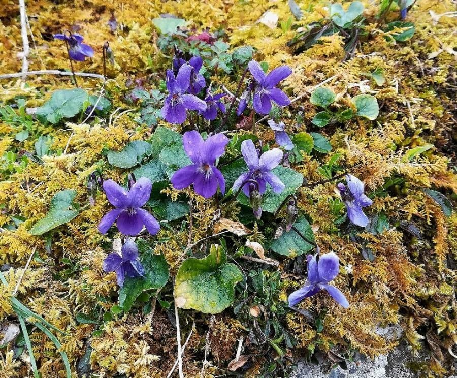 Viola elatior 8