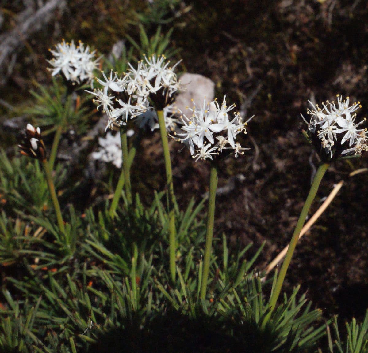 Borya constricta 7