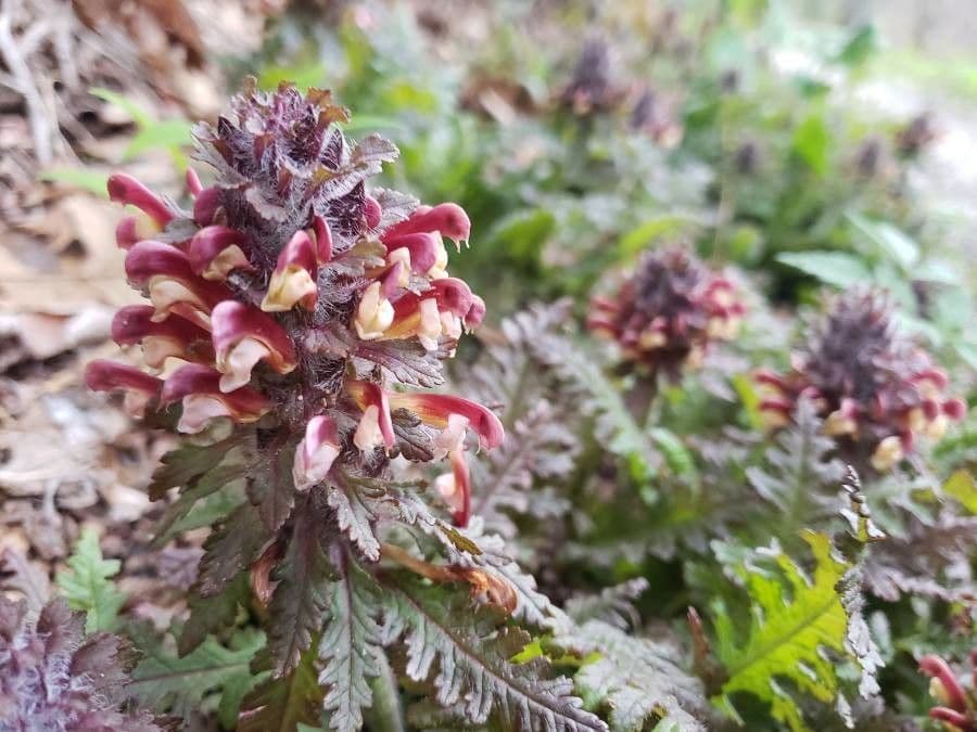 Pedicularis canadensis 7